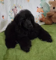Spunky-AKC, a male Poodle - Toy  for sale in Mansfield, MO – 2 of 4