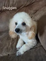 Snuggles-AKC, a male Poodle - Toy  for sale in Mansfield, MO – 5 of 6
