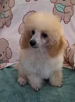 Snuggles-AKC, a male Poodle - Toy  for sale in Mansfield, MO – 3 of 4