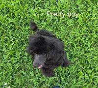 Pretty Boy-AKC, a male Poodle - Toy  for sale in Mansfield, MO – 6 of 6