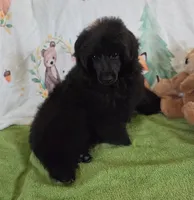 Spunky-AKC, a male Poodle - Toy  for sale in Mansfield, MO – 4 of 4