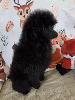 Pretty Boy-AKC, a male Poodle - Toy  for sale in Mansfield, MO – 2 of 4
