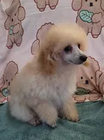 Snuggles-AKC, a male Poodle - Toy  for sale in Mansfield, MO – 2 of 4
