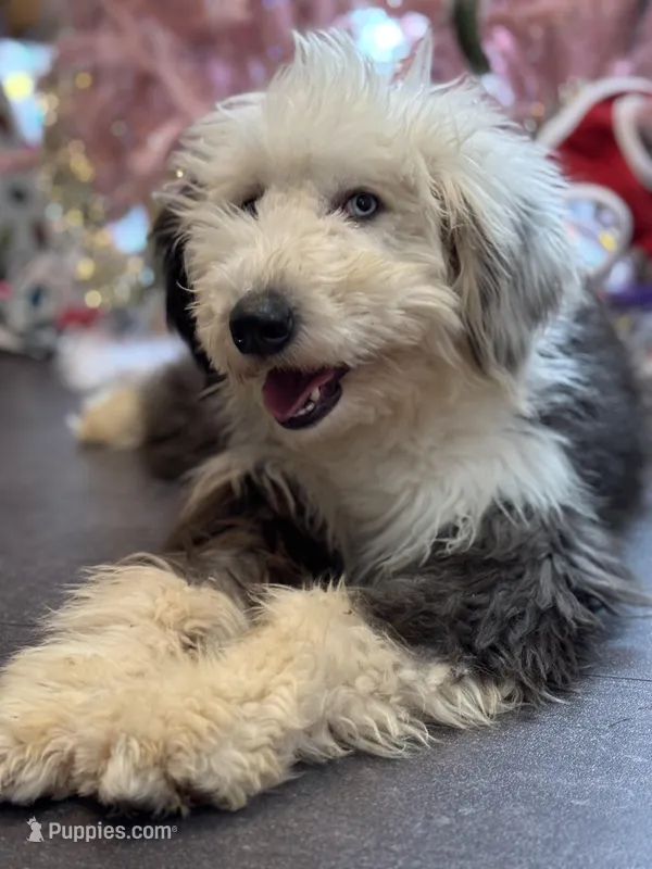 OES female  – Old English Sheepdog puppy for sale in Skowhegan, ME