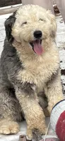 OES female , a female Old English Sheepdog for sale in Skowhegan, ME – Photo 2 of 2