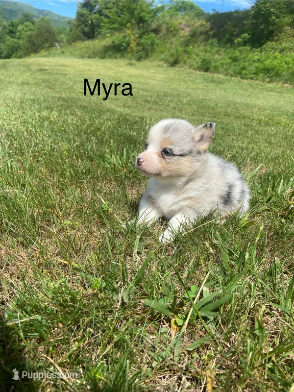 Myra – Cardigan Welsh Corgi puppy for sale in Turtletown, TN