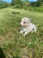 Myra, a female Cardigan Welsh Corgi for sale in Turtletown, TN – 1 of 6