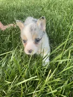 Myra, a female Cardigan Welsh Corgi for sale in Turtletown, TN – 4 of 6