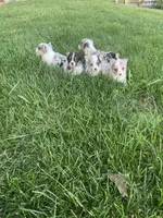 Myra, a female Cardigan Welsh Corgi for sale in Turtletown, TN – 6 of 6