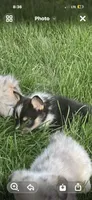 Tri Female! , a female Cardigan Welsh Corgi for sale in Turtletown, TN – 5 of 5