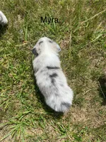 Myra, a female Cardigan Welsh Corgi for sale in Turtletown, TN – 3 of 6