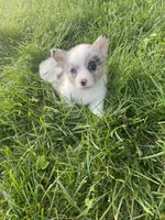 Winston, a male Cardigan Welsh Corgi for sale in Turtletown, TN – 3 of 6