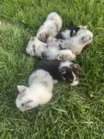 Winston, a male Cardigan Welsh Corgi for sale in Turtletown, TN – 4 of 6