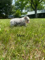 Myra, a female Cardigan Welsh Corgi for sale in Turtletown, TN – 2 of 6