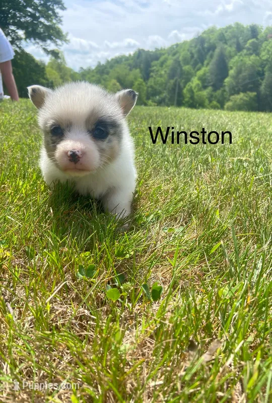 Winston – Cardigan Welsh Corgi puppy for sale in Turtletown, TN