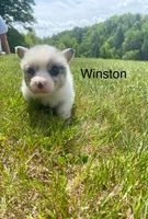 Winston, a male Cardigan Welsh Corgi for sale in Turtletown, TN – 1 of 6