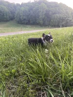 Tri Female! , a female Cardigan Welsh Corgi for sale in Turtletown, TN – 3 of 5