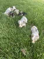 Winston, a male Cardigan Welsh Corgi for sale in Turtletown, TN – 5 of 6