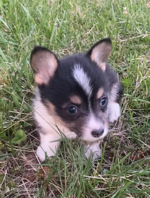 Tri Female!  – Cardigan Welsh Corgi puppy for sale in Turtletown, TN