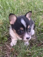 Tri Female! , a female Cardigan Welsh Corgi for sale in Turtletown, TN – 1 of 5