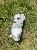 Winston, a male Cardigan Welsh Corgi for sale in Turtletown, TN – 2 of 6