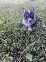 Tri Female! , a female Cardigan Welsh Corgi for sale in Turtletown, TN – 4 of 5