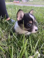 Tri Female! , a female Cardigan Welsh Corgi for sale in Turtletown, TN – 2 of 5