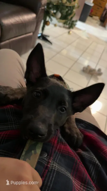 Apollo – Belgian Malinois puppy for sale in Orlando, FL