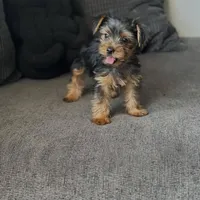 Tyla, a female Yorkshire Terrier for sale in Homewood, IL – Photo 4 of 4