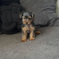 Tyla, a female Yorkshire Terrier for sale in Homewood, IL – Photo 2 of 4