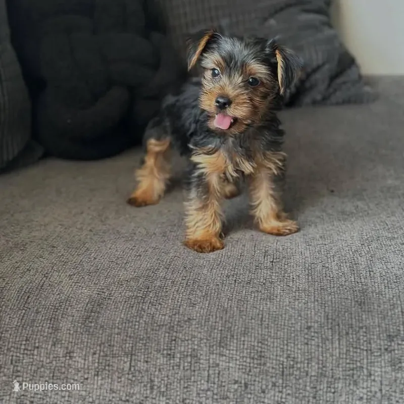 Tyla – Yorkshire Terrier puppy for sale in Homewood, IL