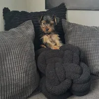 Tyla, a female Yorkshire Terrier for sale in Homewood, IL – Photo 3 of 4