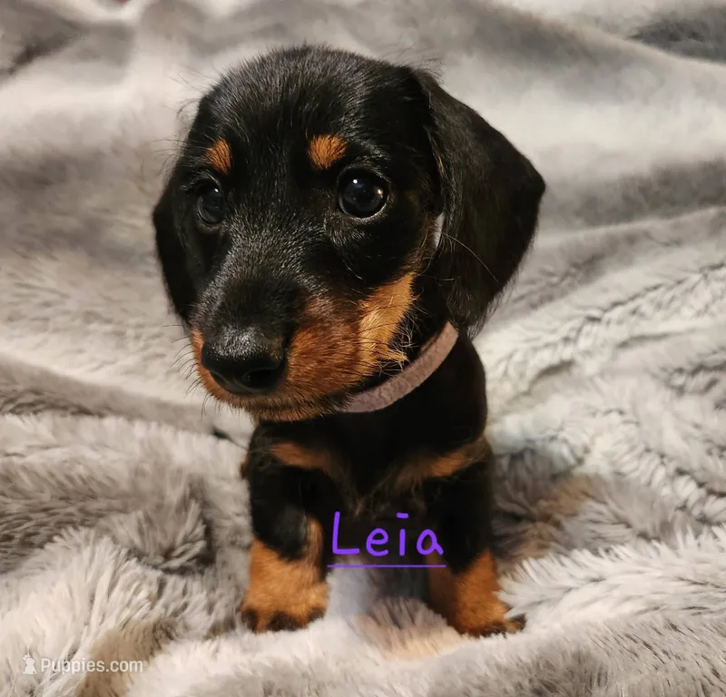 Leia – Miniature Dachshund puppy for sale in Watts, OK