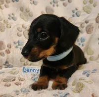 Benny, a male Miniature Dachshund for sale in Watts, OK – 2 of 2
