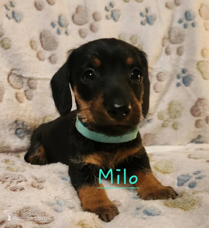 Milo – Miniature Dachshund puppy for sale in Watts, OK
