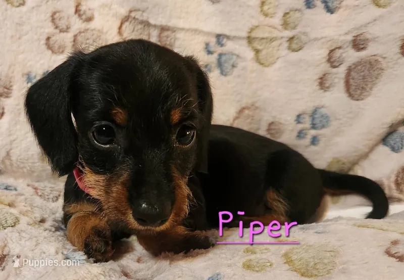 Piper – Miniature Dachshund puppy for sale in Watts, OK