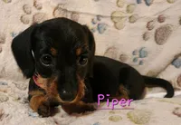 Piper, a female Miniature Dachshund for sale in Watts, OK – 1 of 2