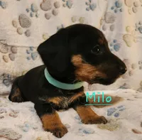 Milo, a male Miniature Dachshund for sale in Watts, OK – 2 of 2