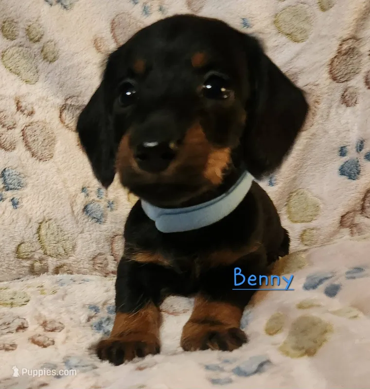 Benny – Miniature Dachshund puppy for sale in Watts, OK