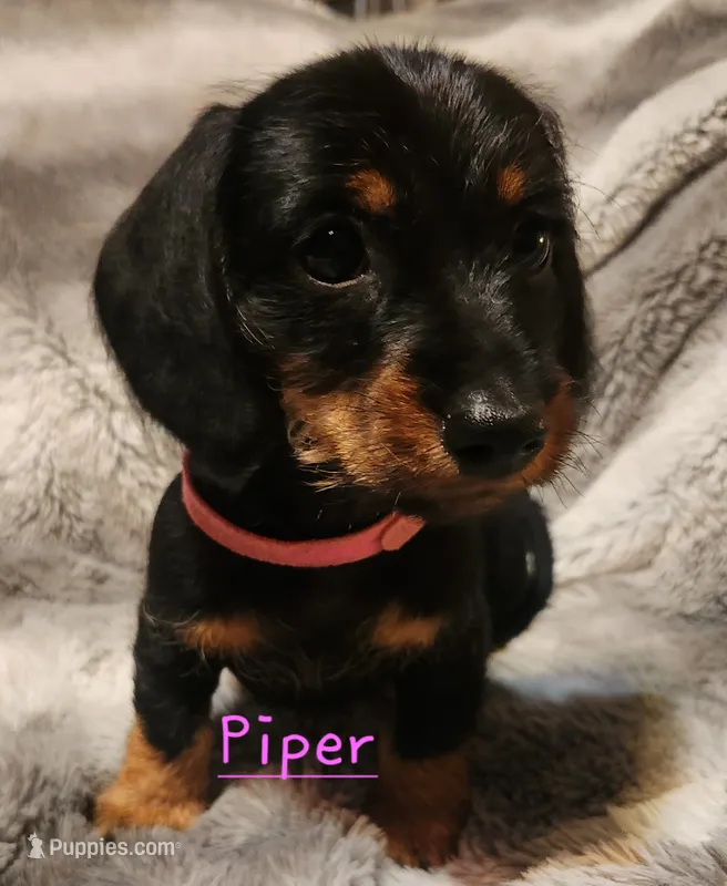 Piper – Miniature Dachshund puppy for sale in Watts, OK