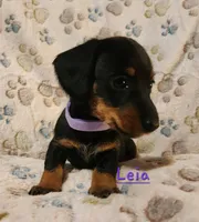 Leia, a female Miniature Dachshund for sale in Watts, OK – 2 of 2