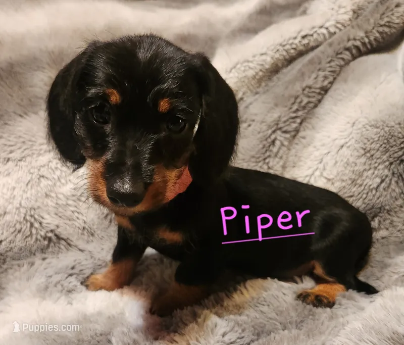 Piper – Miniature Dachshund puppy for sale in Watts, OK