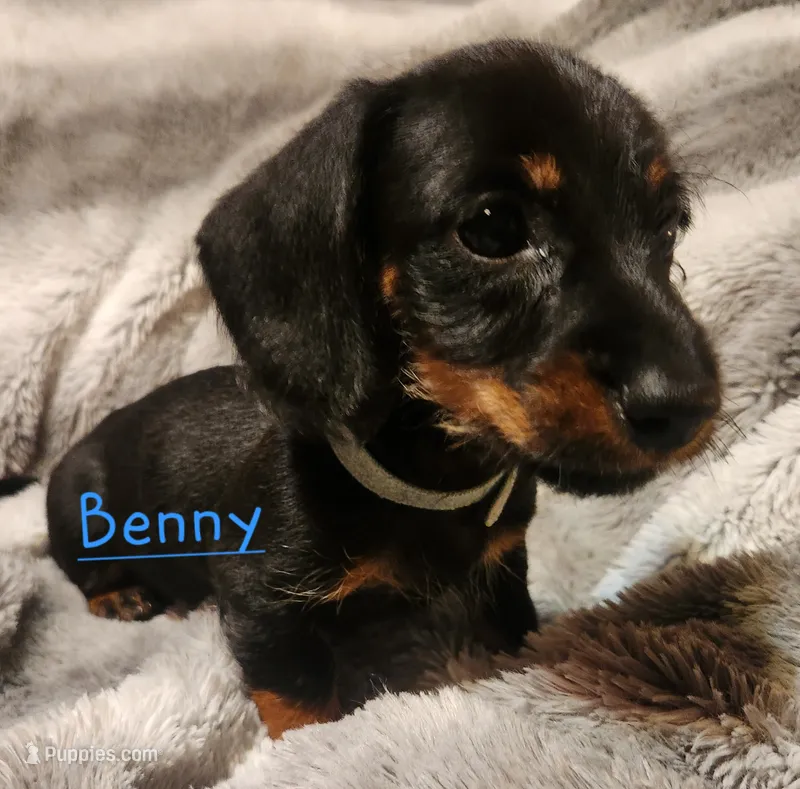 Benny – Miniature Dachshund puppy for sale in Watts, OK