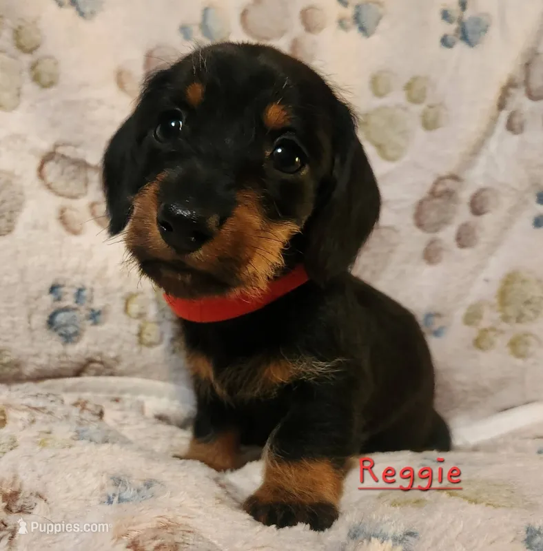 Reggie – Miniature Dachshund puppy for sale in Watts, OK