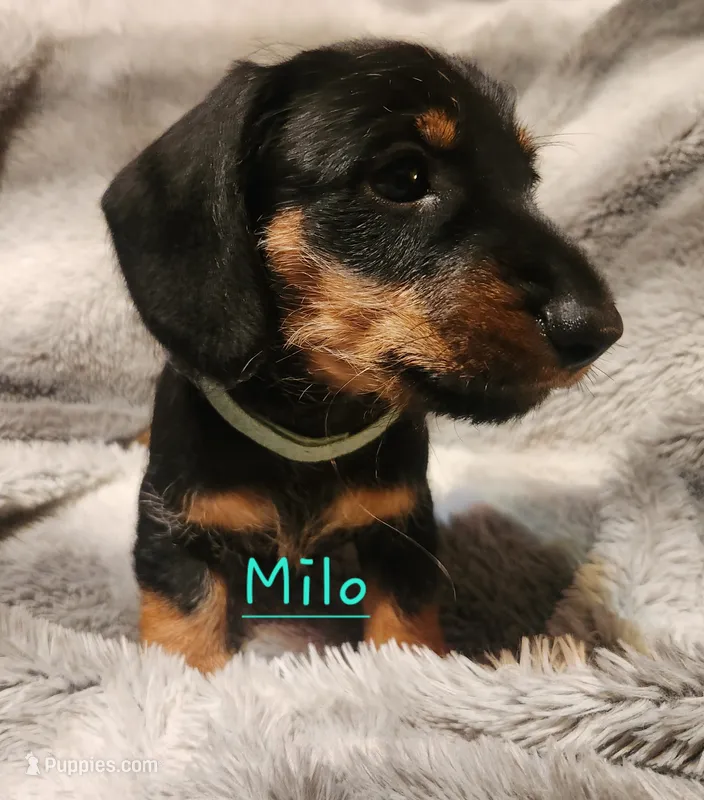 Milo – Miniature Dachshund puppy for sale in Watts, OK