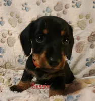 Reggie, a male Miniature Dachshund for sale in Watts, OK – 2 of 2