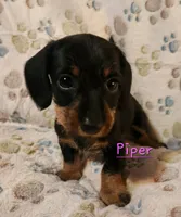 Piper, a female Miniature Dachshund for sale in Watts, OK – 2 of 2