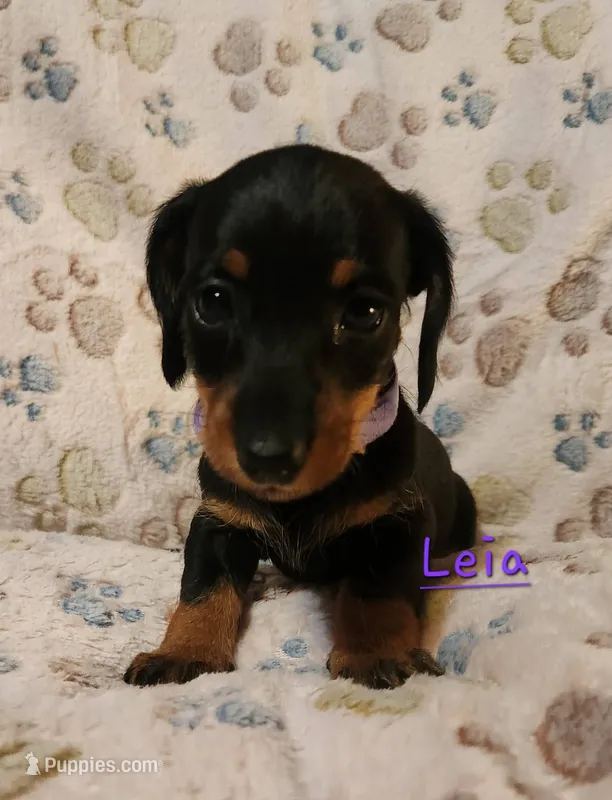 Leia – Miniature Dachshund puppy for sale in Watts, OK