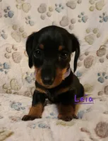 Leia, a female Miniature Dachshund for sale in Watts, OK – 1 of 2