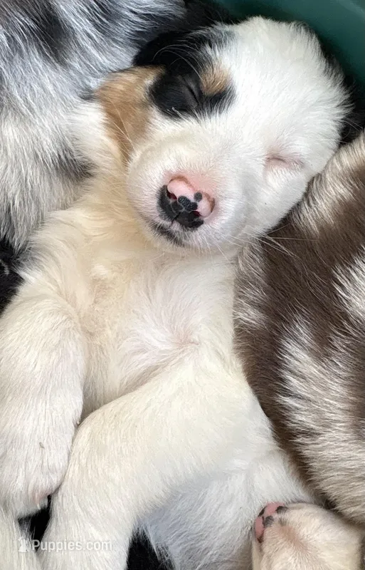 Blue merle  – Australian Shepherd, Border Collie puppy for sale in Centuria, WI